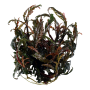 TROPICA PLANTS -  Hygrophila pinnatifida - 1-2 Grow