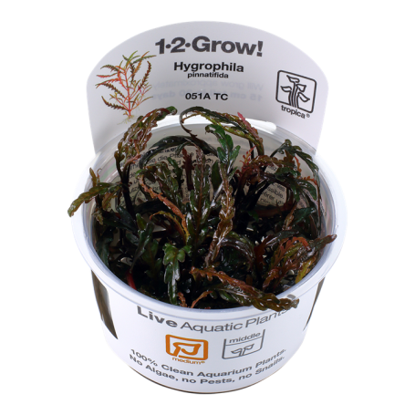 TROPICA PLANTS -  Hygrophila pinnatifida - 1-2 Grow