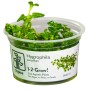 TROPICA PLANTS -  Hygrophila serpyllum - 1-2 Grow