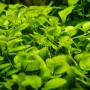 TROPICA PLANTS -  Hygrophila serpyllum - 1-2 Grow