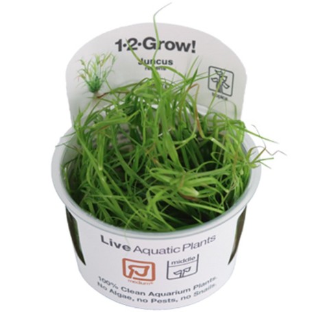 TROPICA PLANTS -  Juncus repens - 1-2 Grow