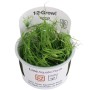 TROPICA PLANTS -  Juncus repens - 1-2 Grow