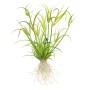 TROPICA PLANTS -  Juncus repens - 1-2 Grow