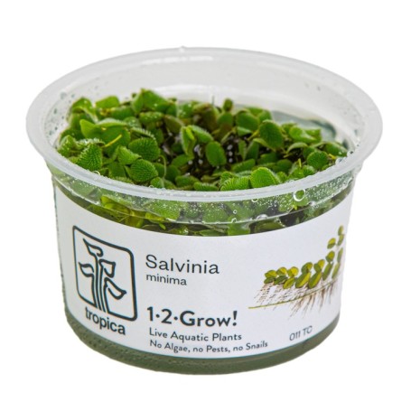 TROPICA PLANTS -  Salvinia minima - 1-2 Grow