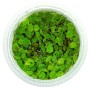 TROPICA PLANTS -  Salvinia minima - 1-2 Grow