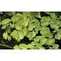 TROPICA PLANTS -  Salvinia minima - 1-2 Grow