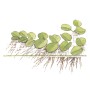 TROPICA PLANTS -  Salvinia minima - 1-2 Grow