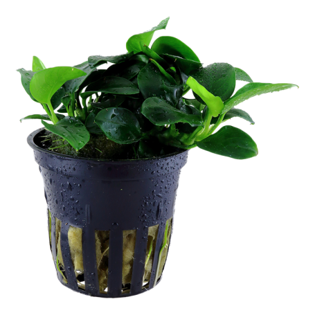 TROPICA PLANTS - Anubias barteri 'Petite' - en pot