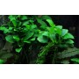 TROPICA PLANTS - Anubias barteri 'Petite' - en pot