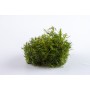 TROPICA PLANTS - Proserpinaca palustris 'Cuba'  - 1-2 Grow