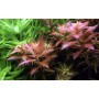 TROPICA PLANTS - Proserpinaca palustris 'Cuba'  - 1-2 Grow