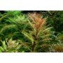 TROPICA PLANTS - Proserpinaca palustris 'Cuba'  - 1-2 Grow