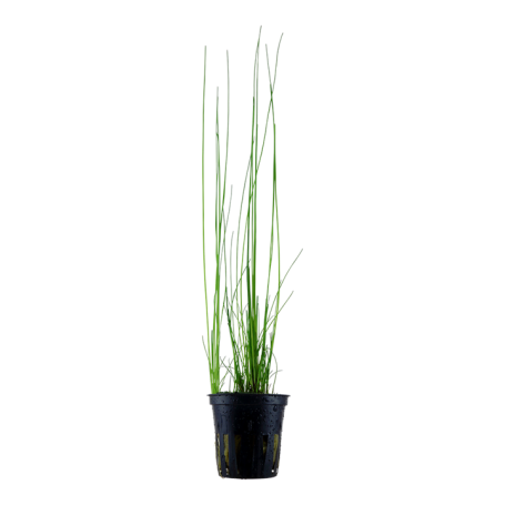 TROPICA PLANTS - Eleocharis montevidensis - en pot