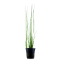 TROPICA PLANTS - Eleocharis montevidensis - en pot