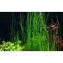 TROPICA PLANTS - Eleocharis montevidensis - en pot