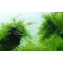 TROPICA PLANTS - Taxiphyllum barbieri 'Bogor Moss'  - 1-2 Grow