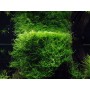 TROPICA PLANTS - Taxiphyllum barbieri 'Bogor Moss'  - 1-2 Grow