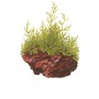 TROPICA PLANTS - Taxiphyllum barbieri 'Bogor Moss'  - 1-2 Grow