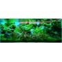 REALISATION DE VOTRE AQUASCAPE (gratuit avec My Scape In Safe*)