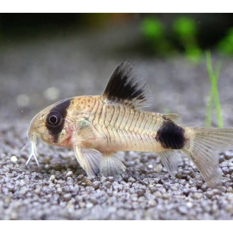 Corydoras panda • Poisson-chat nain