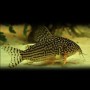 CORYDORAS STERBAI BRED 2,5-3CM