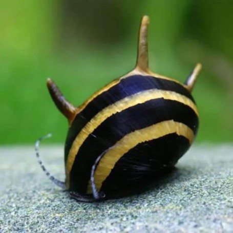 NERITINA SP. SPIRAL HORN 0,5-1CM