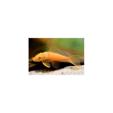 ANCISTRUS SP. GOLD 3-3,5CM