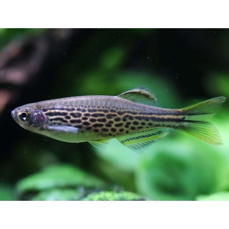 DANIO KYATHIT 2-3CM