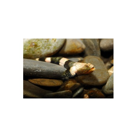 SCHISMATOGOBIUS AMPLUVINCULUS 3CM