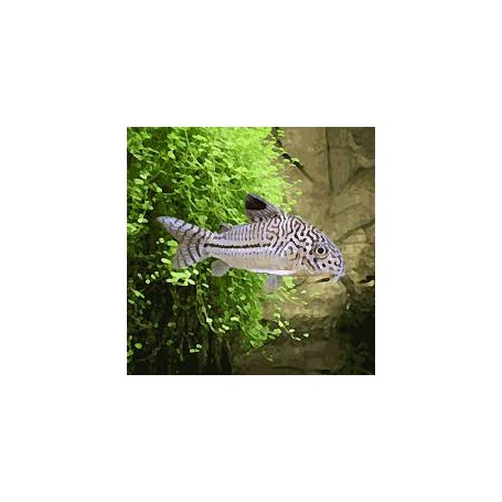 CORYDORAS JULII BRED 2,5-3CM