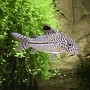 CORYDORAS JULII BRED 2,5-3CM