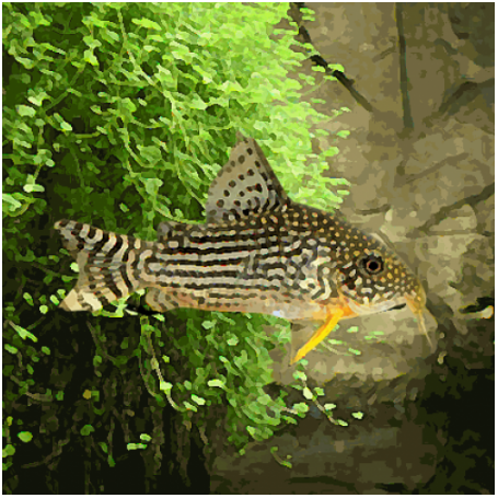 CORYDORAS STERBAI BRED 2,5-3CM