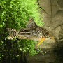 CORYDORAS STERBAI BRED 2,5-3CM