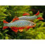 DANIO GALAXY - CELESTICHTHYS MARGARITATUS 1,5-2CM