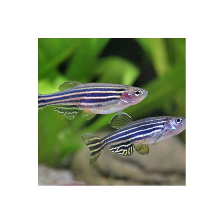 DANIO BRACHYDANIO RERIO 2,5-3CM