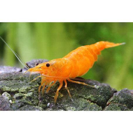 NEOCARIDINA HETEROPODA ORANGE 1,2CM