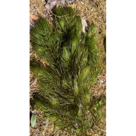Plantes oxygénantes pour étang