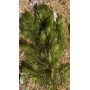 Plantes oxygénantes pour étang