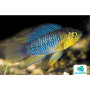 APISTOGRAMMA BORELLII 2.5-3CM