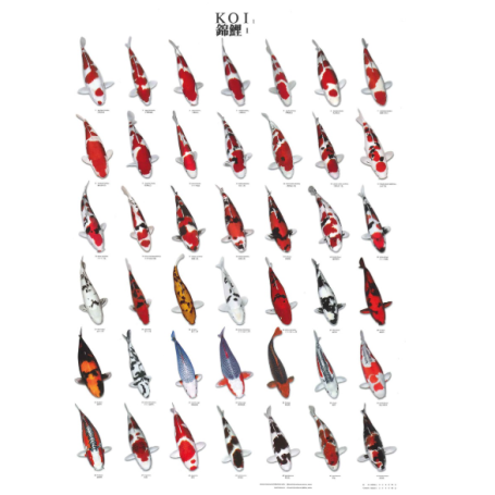 POSTER KOI NR.1 PLASTIFIE 60X98 CM