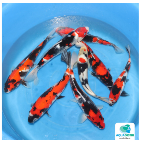 MAR009-MARUSEI-NISAI SHOWA-30-35 CM