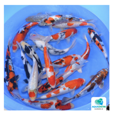 SP-A137-KOSHIJI-NISAI MIX-35-40 CM