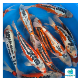 MAR013-MARUSEI-NISAI SHUSUI-38-42 cm