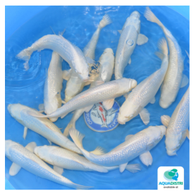 YAN1002-YAMASAN-NISAI PLATINUM OGON-30-35 CM